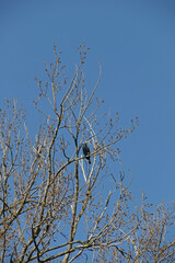 Kormoran im Ge&auml;st eines Baumes