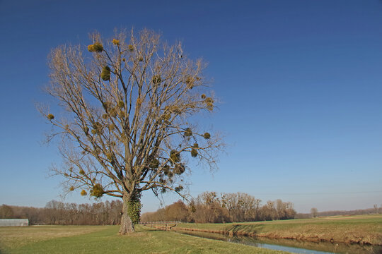 Freistehender Baum mit Misteln