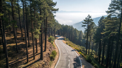 Winding mountain road pine forest aerial view misty valley sunrise light scenic landscape asphalt curve tall trees hillside slope tranquil atmosphere. Winding mountain road through pine forest