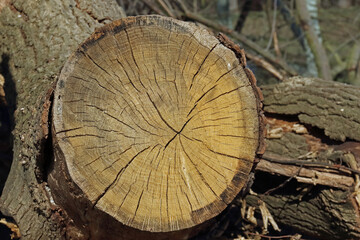 Der Querschnitt einesBaumstammes