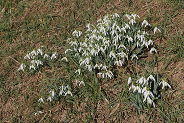 Ansammlung von Schneegl&ouml;ckchen im Gras