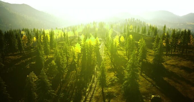 A breathtaking view of a lush, sunlit forest during sunrise, showcasing vibrant green trees and winding train tracks that lead deeper into the landscape, offering a serene atmosphere.