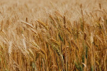 Golden wheat field swaying gently in the summer breeze.