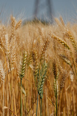Golden wheat field with ripe ears swaying under a clear summer sky.
