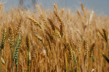 Golden wheat field swaying under a clear blue sky in a summer harvest scene.