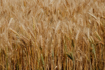 Golden wheat field ready for harvest under the summer sun.
