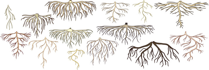 Fototapeta premium Set of roots isolated on white background 