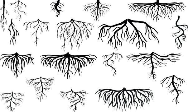 Set of black silhouettes of roots isolated on white background	