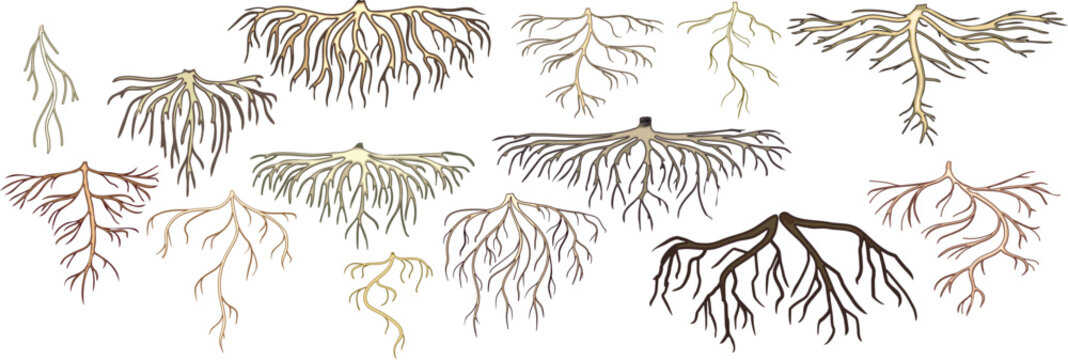 Set of roots isolated on white background	