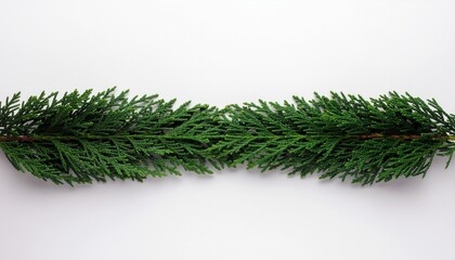 A vibrant green coniferous branch, perfect for festive holiday decorations and winter-themed designs, elegantly captured on a pristine white backdrop.