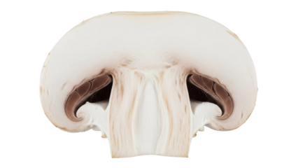Close-up cross-section of a white button mushroom