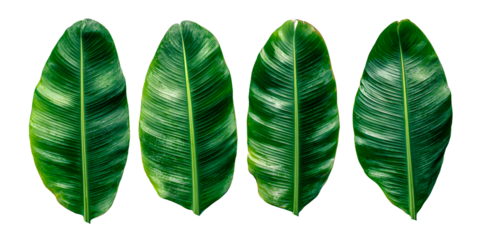 Four vibrant green tropical leaves with detailed veins arranged in a row isolated on transparent background