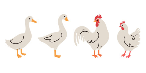 Domestic fowl. Cartoon vector illustration. Vector contour illustration of goose and chicken.
