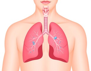 Human respiratory system anatomy for medical illustration and education purposes