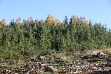 Forest with trees and a few logs