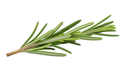 Fototapeta premium Fresh Rosemary Sprig Isolated on Black Background