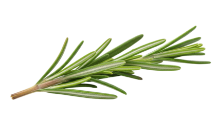 Fresh Rosemary Sprig Isolated on Black Background