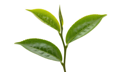 Fresh Green Tea Leaves on Black Background