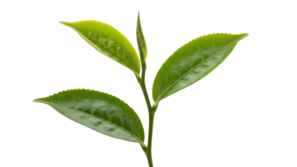 Fresh Green Tea Leaves on Black Background