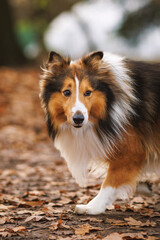 Shetland Sheepdog Walking Outdoors on Autumn Leaves