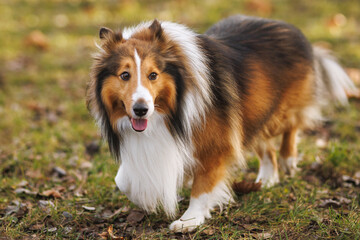 Shetland Sheepdog Walking Outdoors on Grass