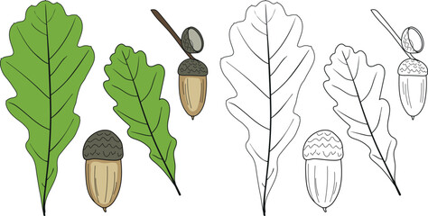 Coloring page with parts of oak or Quercus robur plant: leaves and acorns.	