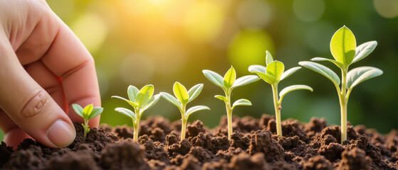 Growing plants in soil hand nurturing seedlings nature growth green leaves sunlight environmental care agriculture gardening