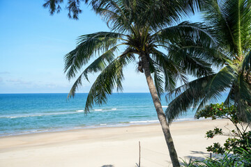 Sunny tropical beach, featuring tall palm trees, soft sand, and a blue ocean under a clear, cloud-dappled sky.