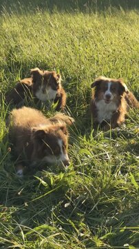 Three dogs are laying in a field of grass