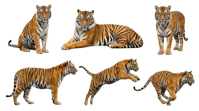 Collection of a bengal tiger in different poses, sitting, lying, standing, jumping and running