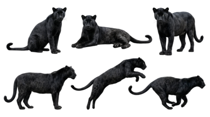 Collection of a black panther in different poses, sitting, lying, standing, jumping and running