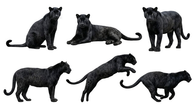 Collection of a black panther in different poses, sitting, lying, standing, jumping and running