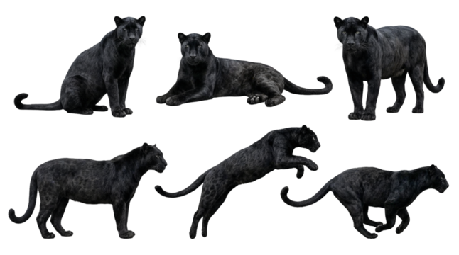 Collection of a black panther in different poses, sitting, lying, standing, jumping and running