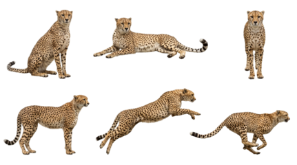 Collection of a cheetah in different poses, sitting, lying, standing, jumping and running