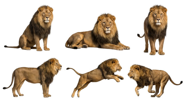 Collection of a male african lion in different poses, sitting, lying, standing, jumping and running