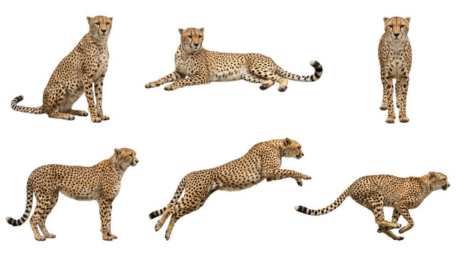 Collection of a cheetah in different poses, sitting, lying, standing, jumping and running