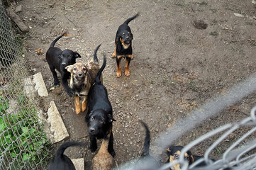 Homeless dogs at animal shelter. Dogs behind the fence.