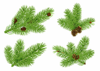 Four green pine branches with pine cones on a white background