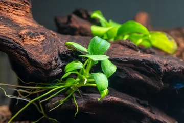 Aquarium green plant Anubias barteri var. nana Petite on natural driftwood. Hobbies and aquariums. Growth plant with the filing carbon dioxide © ruslan_khismatov