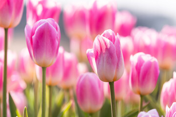 ピンクのチューリップ花壇2