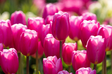 チューリップ花壇9