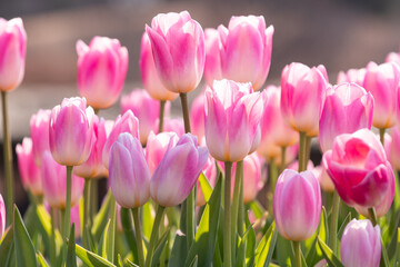 ピンクのチューリップ花壇