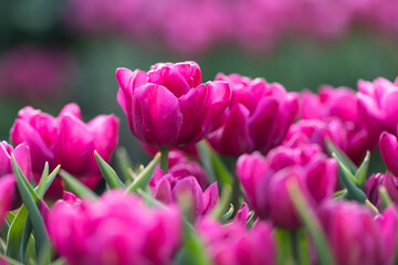 チューリップ花壇7