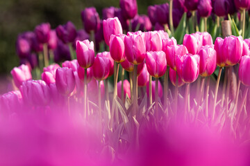 チューリップ花壇3