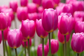 チューリップ花壇