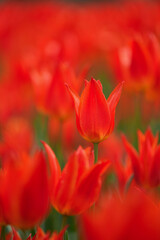 赤いチューリップ畑