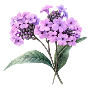 Verbena Flower, watercolor drawing vector, isolated on a white background.
