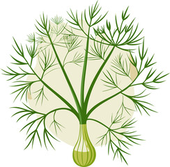 Fennel