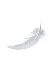 Fototapeta premium Feather white soft floating on white background