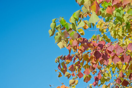Brightly colored tallow trees under the autumn blue sky